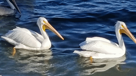 White pelicans on the Indian River Lagoon