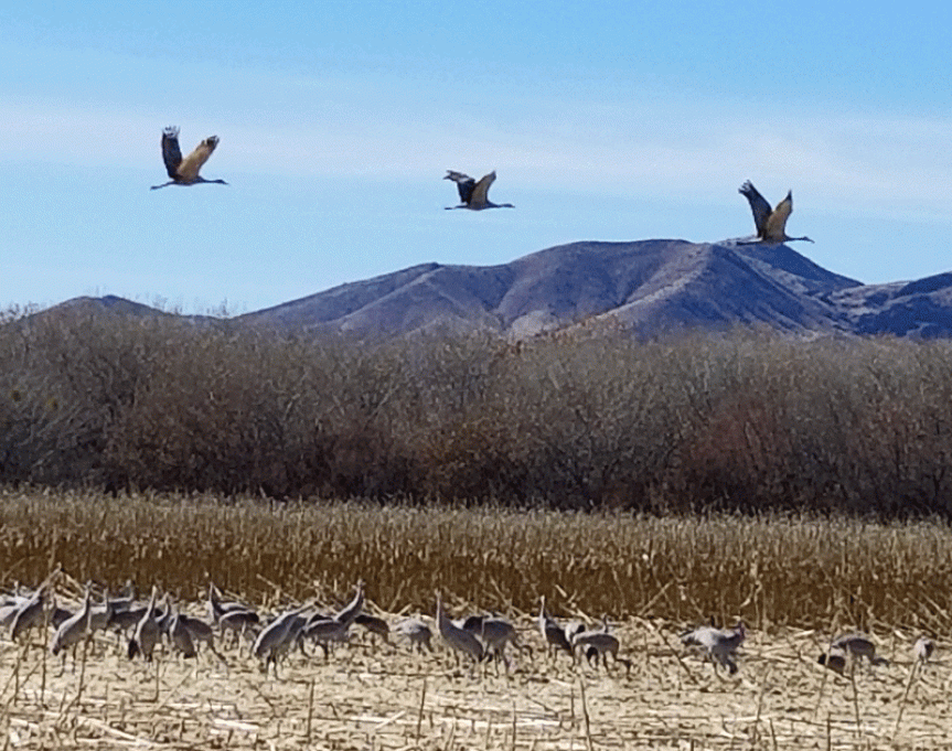 Sandhill cranes at Bosque Del Apache