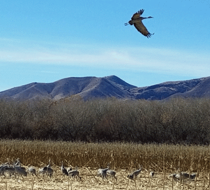 Sandhill cranes at Bosque Del Apache
