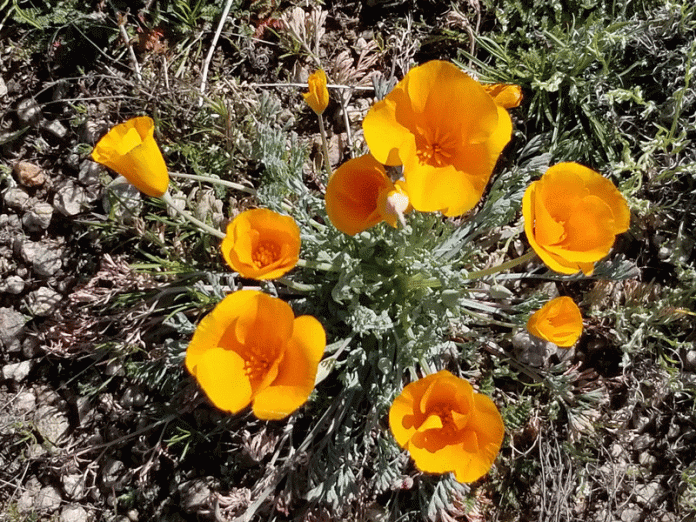 Poppies at McDowell Sonoran Preserve