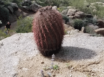 Barrel cactus on Pinnacle Peak Trail