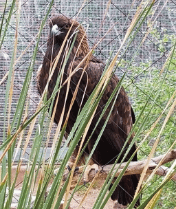 Golden eagle at the Phoenix Zoo