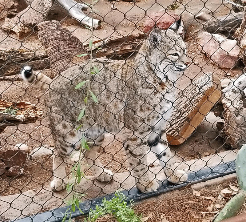 Bobcat at the Phoenix Zoo