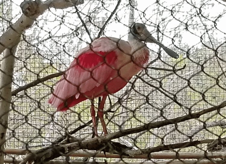 Roseate spoonbill at the Phoenix Zoo