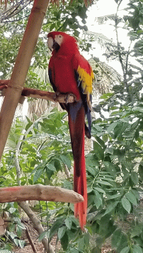 Scarlet macaw at the Phoenix Zoo