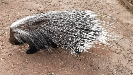 African crested porcupine at the Phoenix Zoo