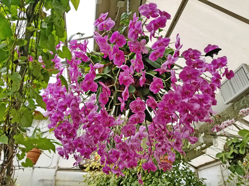 Orchids at Tucson Botanical Garden
