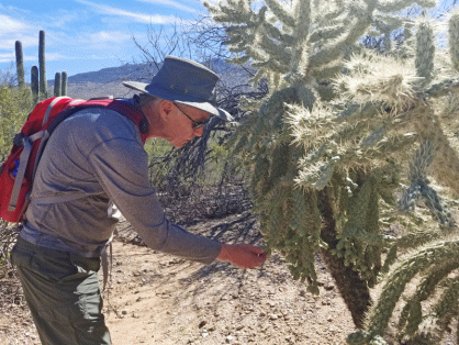 Bill inspecting a chollo cactus at Saguaro National Park