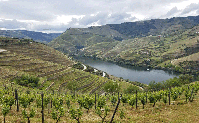 Wine Tasting in the Douro Valley